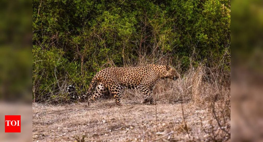 बिबट्याने 2022 पासून दुस drod ्यांदा डीआरडीओच्या पुणे प्रयोगशाळेच्या कॅम्पसमध्ये स्पॉट केले