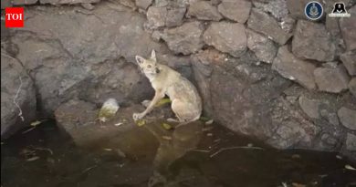 जॅकल बचावला, पण खुल्या विहिरी वन्यप्राण्यांसाठी धोक्यात आहेत