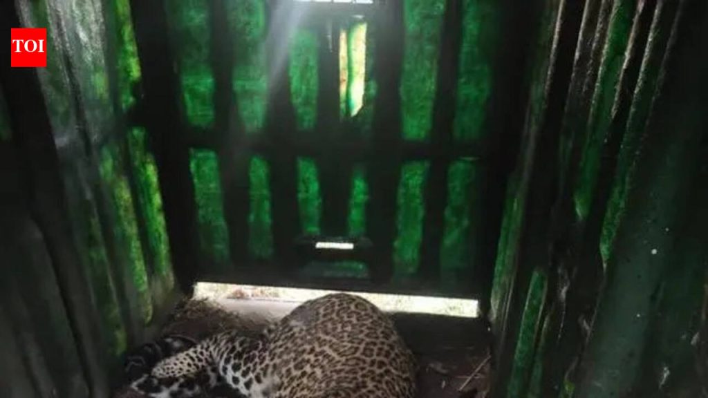 मोठ्या मांजरांचे पिंपरखेडला परतणे शिरूर ग्रामस्थांमध्ये भीतीचे वातावरण आहे