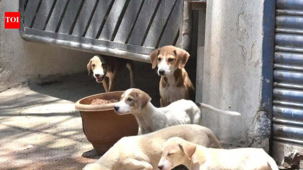 चाकण परिषदेने कुत्र्यांची नसबंदी मोहीम सुरू केली, निवारा संख्या दुप्पट